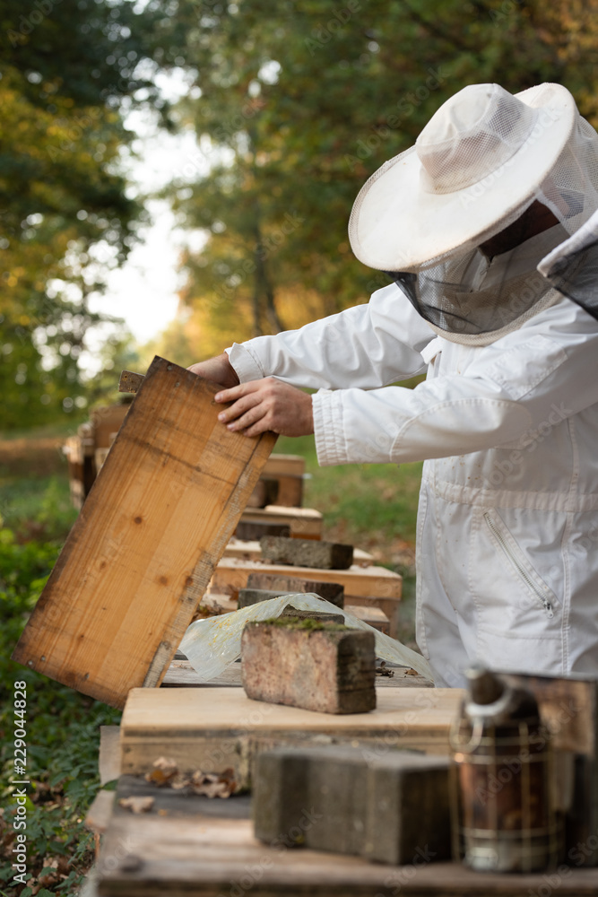 Wall mural Imker beim kontrollieren der Bienen im Herbst