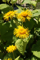 inula helenium or horse-heal or elfdock yellow flowers