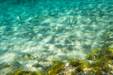 Fototapeta na wymiar Fish by the sandy bottom in the Mediterranean