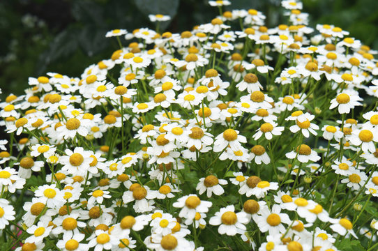 Pyrethrum Parthenium Or Chrysanthemum Parthenium White Flowers 