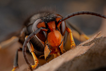 Real Vespa Velutina Macro