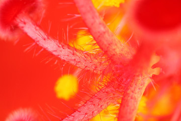 Hibiscus Super Macro