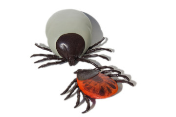 Encephalitis ticks on white isolated background.