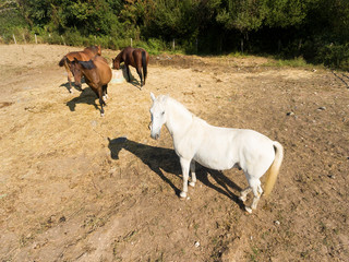 Obraz na płótnie Canvas Horses, Le Val-Saint-Germain, Essonne, Ile-de-france, France