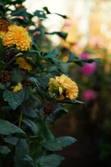 flowers in the garden