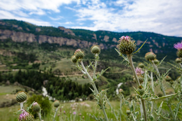 Selective focus on Thistle Weed in Montana, located on the side of the road on Beartooth Highway...