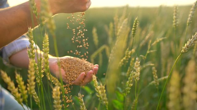 Wheat grains falling down from farmer's hand. Hands farmer man with wheat. Close up, slow motion. Unrecognizable person male farmer, lens flare, sunset light. Nature Growth Harvest Harvesting Crop