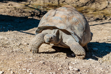 giant tortoise