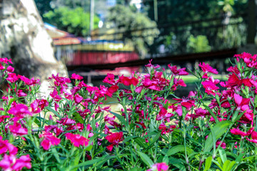pink flowers with a bridge in the background