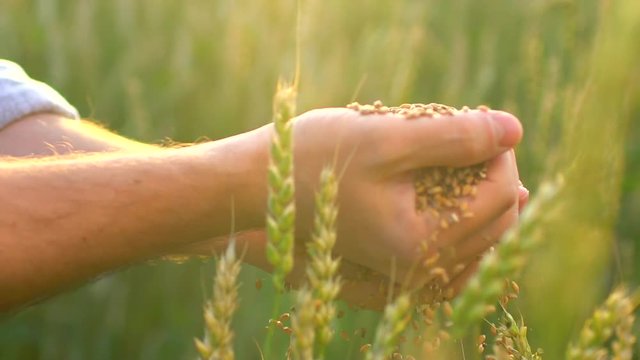Wheat grains falling down from farmer's hand. Hands farmer man with wheat. Close up, slow motion. Unrecognizable person male farmer, lens flare, sunset light. Nature Growth Harvest Harvesting Crop