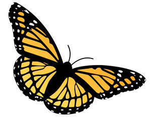 butterfly isolated on white background a symbol for independence