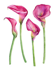 Set of pink calla lily Zantedeschia rehmannii flower. Watercolor hand drawn painting illustration isolated on a white background. - obrazy, fototapety, plakaty
