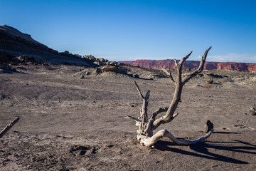 Dry branch on the floor in the desert.