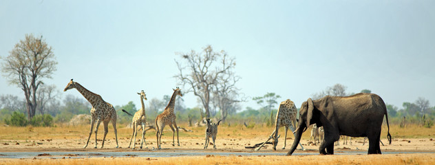 Makololo waterhole with Giraffes, Zebra and Elphant all coming to take a drink in the scorching...