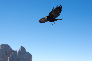 Alpine Chough flying above Dachstein, Schladming, Austria