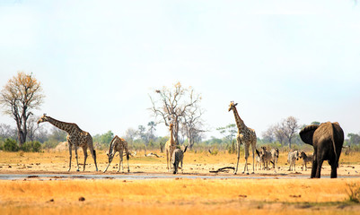 Panorama view of Makololo waterhole teeming with wildlife including giraffes, elephants and zebras - heat haze is visible.  Hwange National Park, Zimbabwe,