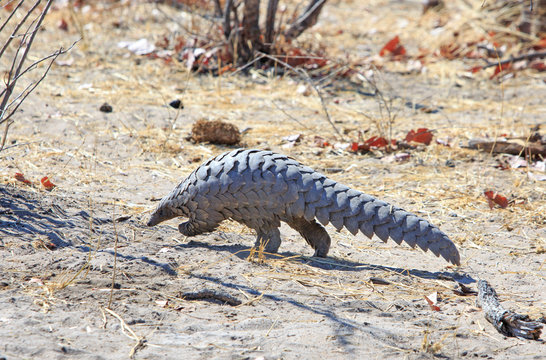 A very rare sighting of a wild African pangolin walking through the bush.  These are on the UNESCO threatened Red list and are critically endangered. Hwange National Park
