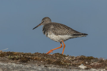 rotschenkel