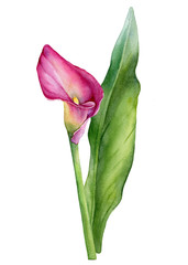 Pink calla lily Zantedeschia rehmannii flower close up. Watercolor hand drawn painting illustration isolated on a white background.