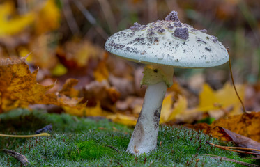 Amanita Phalloides fungus, poisonous subject in wild mountain close up on a rainy day