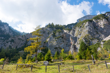 Trees with rock wall in a background near Siega ferrata, Schladming, Austria