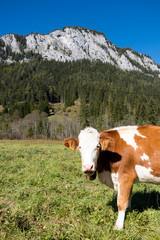Fototapeta na wymiar Cow on meadow in the Alps, Mariazell, Austria