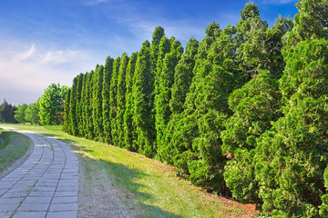 Row of green cypress trees