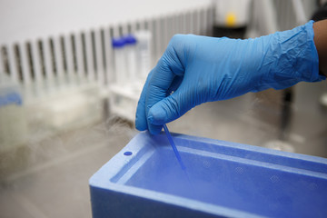 The process of artificial insemination in IVF clinic. Hands doctor in blue rubber gloves produce...