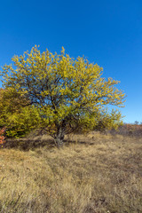 Amazing Autumn landscape of Cherna Gora (Monte Negro) mountain, Pernik Region, Bulgaria