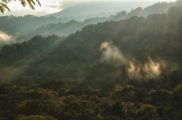 Obraz premium Morning light rays on treetops, Munduk, Bali