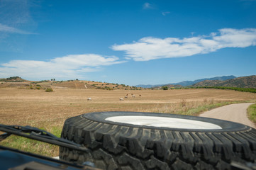 View at horses grazing in a field from driver seat in 4x4 vehicle while driving through countryside. Andalucia, Andalusia, Spain.