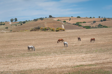 Fototapeta premium Horses grazing on a meadow. Farmland in Andalucia , Andalusia, Spain.