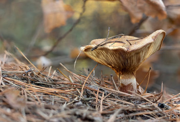 Chanterelle mushroom in the wood, valuable edible mushroom