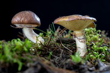 Ripe tasty mushroom in the forest. Forest fruits on wet moss in a deciduous forest. Season of the autumn.