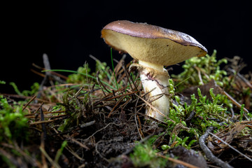 Ripe tasty mushroom in the forest. Forest fruits on wet moss in a deciduous forest. Season of the autumn.
