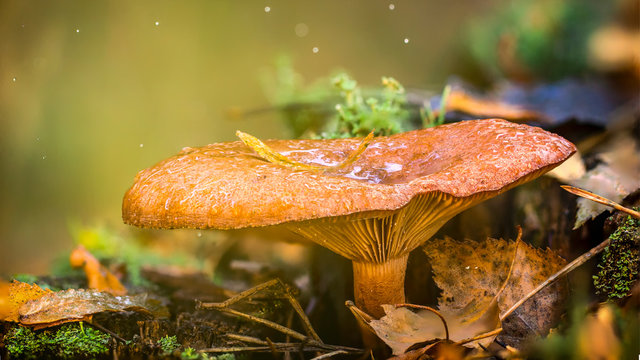 Chanterelle mushroom in the wood, valuable edible mushroom