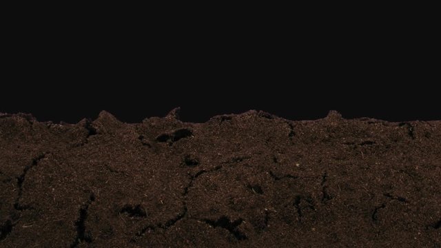 Time-lapse of germinating sunflower seeds 8a1 in PNG+ format with ALPHA transparency channel isolated on black background
