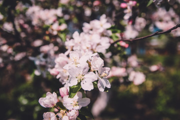 Beautiful blooming flower in garden, summer background. Photography magical flower on blurred background