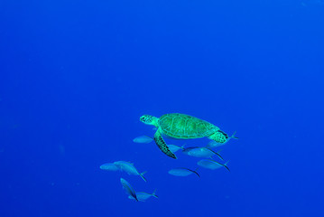 Natural light shots of hawksbill turtles hanging around in the water surrounded by fish. It looked like the group of underwater creatures were just hanging out with eachother