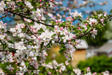 Obraz premium Beautiful blooming flower in garden, summer background. Photography magical flower on blurred background