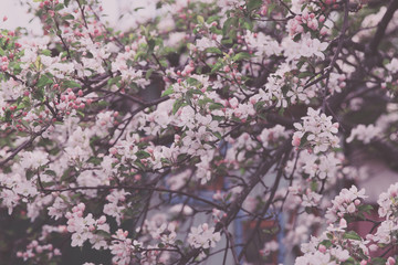 Beautiful blooming flower in garden, summer background. Photography magical flower on blurred background