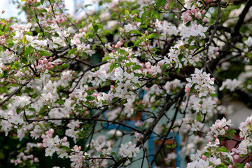 Obraz premium Beautiful blooming flower in garden, summer background. Photography magical flower on blurred background