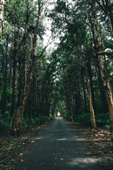 driveway trees :Tar road along eucalyptus alley in Black River Gorges national park, Mauritius