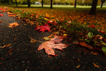 Maple leaf with drops, macro 
