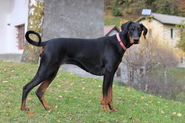 Dobermann