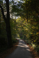 Wanderweg durch Wald im Herbst