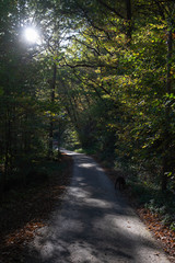 Fototapeta na wymiar Wanderweg durch Wald im Herbst