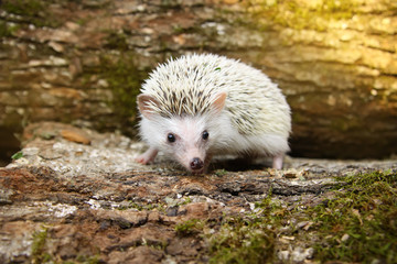  African pygmy hedgehog