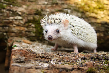  African pygmy hedgehog