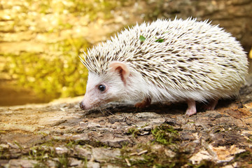  African pygmy hedgehog